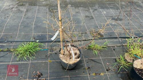1 STYRAX JAPONICUS