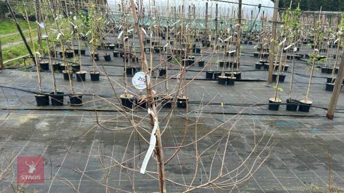 1 TAXODIUM DISTICHUM