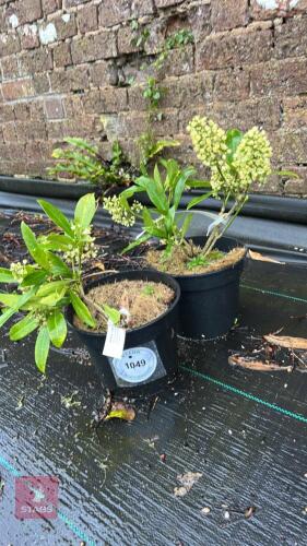 2 SKIMMIA X CONFUSA SHRUBS