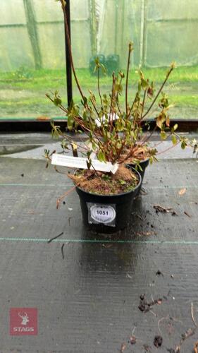 2 AZALEA 'EVERYGREEN HYBRID MOTHERS DAY'