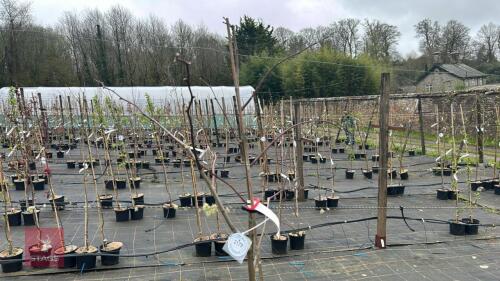 1 TILIA TOMENTOSA PETIOLARIS