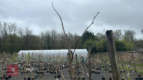 1 TILIA TOMENTOSA PETIOLARIS