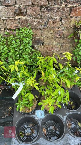 5 CHOISYA TERNATA 'SUNDANCE' SHRUBS