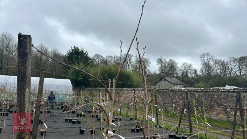 2 TILIA HENRYANA