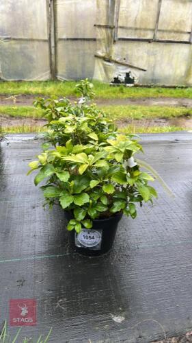 4 PACHYSANDRA TERMINALIS SHRUBS