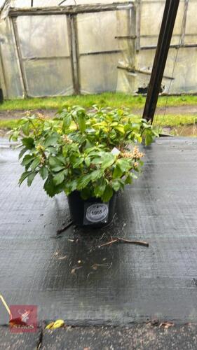 3 PACHYSANDRA TERMINALIS SHRUBS