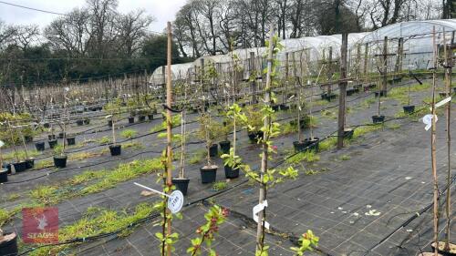 2 MALUS 'EVERESTE'
