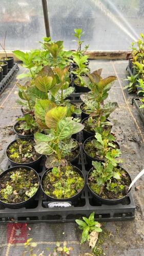 4 AUCUBA JAPANICA 'GOLDEN GIRL'