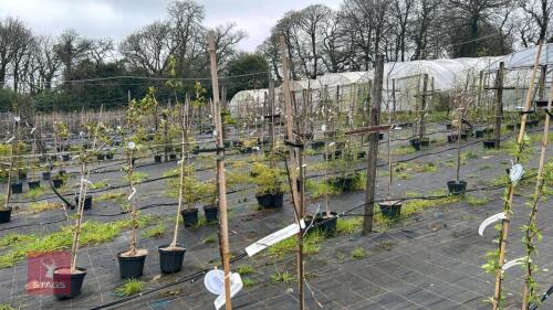 2 MALUS 'GARDENERS GOLD'