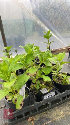 4 AUCUBA JAPANICA 'GOLDEN GIRL'