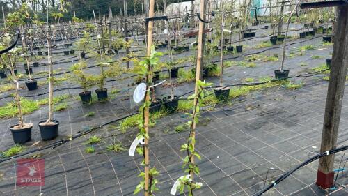2 MALUS X ZUMI 'GOLDEN HORNET'