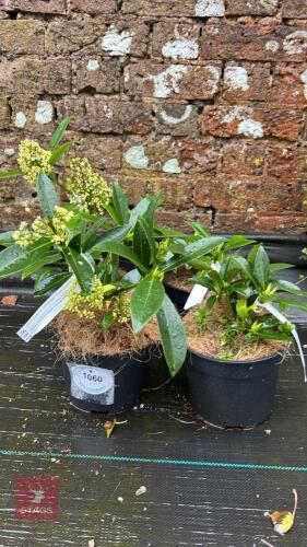 4 SKIMMA X CONFUSA 'KEW GREEN'