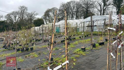 2 MALUS 'HUPEHENSIS'