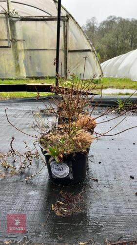 3 UNKNOWN SHRUBS