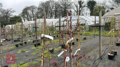 5 MALUS TREES