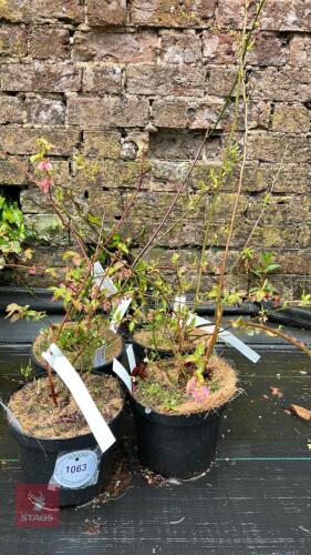 4 BLUEBERRY VACCINIUM 'DUKE'
