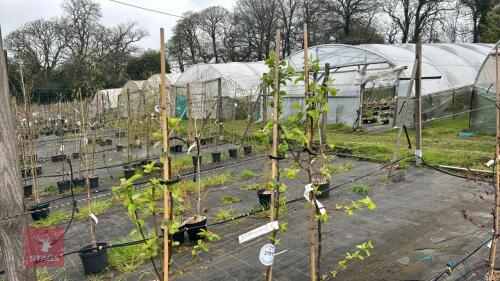 3 MALUS X ROBUSTA 'RED SENTINEL'