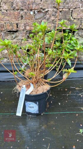 2 AZALEA EVERGREEN HYBRID 'ROSE GREELY'