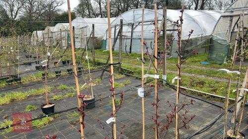 5 MALUS 'SCARLETT'