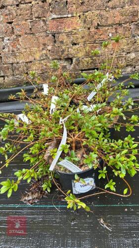 5 AZALEA EVERGREEN HYBRID 'JOSEPH HILL'