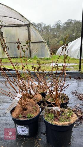 2 AZALEA EVERGREEN HYBRID MIXED