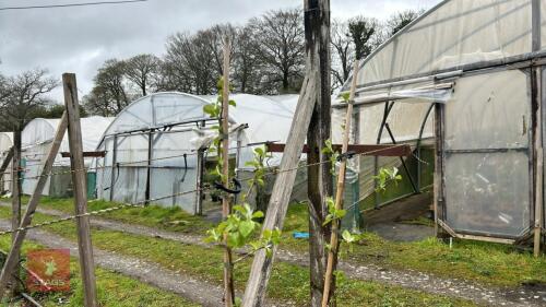 2 MALUS 'BUTTERBALL'