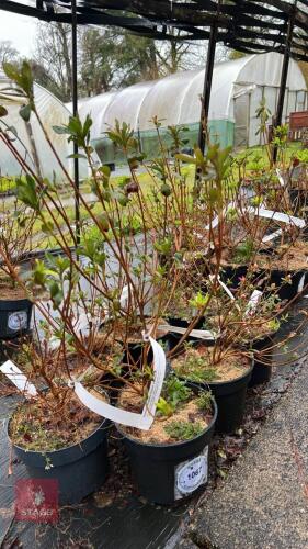 7 AZALEA EVERGREEN HYBRID 'AMOENUM'