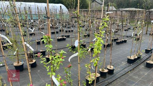3 MALUS 'EVERESTE'