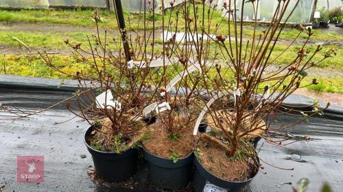 6 AZALEA EVERGREEN HYBRID 'AMOENUM'