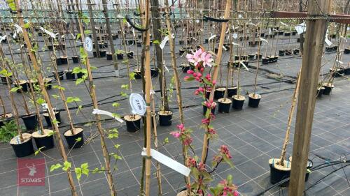 2 MALUS 'RED OBELISK'