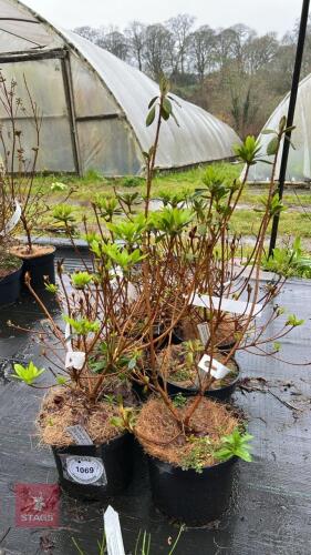 7 AZALEA EVERGREEN