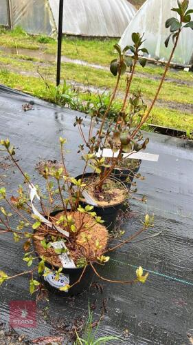 3 AZALEA EVERGREEN ENCARE