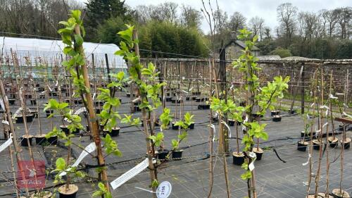 3 MALUS X ROBUSTA 'RED SENTINEL'