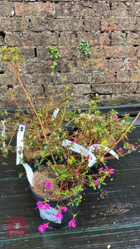 5 AZALEA EVERGREEN 'JOSEPH HILL'