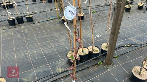 1 MALUS 'SCARLET BRANDY WINE'