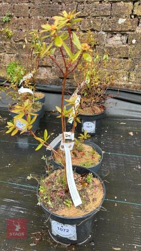 2 RHODODENDRON DWARF 'PIN TAIL'