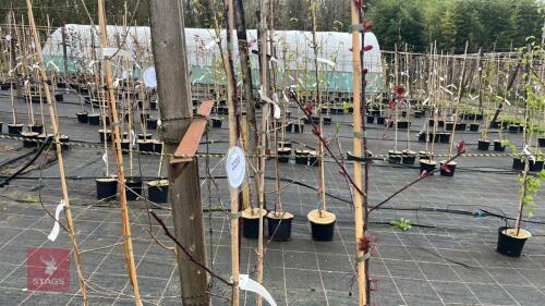 2 MALUS 'SCARLETT'