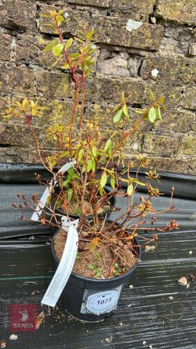 2 RHODODENDRON DWARF 'PIN TAIL'