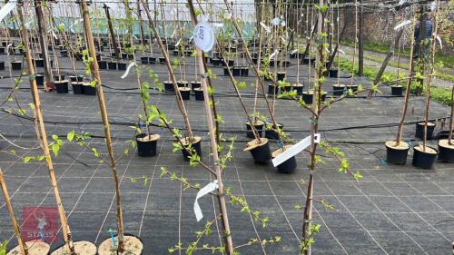 2 MALUS 'TRANSITORIA'