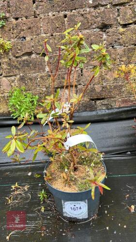 2 RHODODENDRON DWARF 'PIN TAIL'