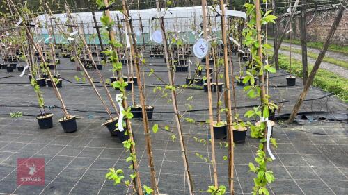 3 MIXED CRAB APPLE TREES