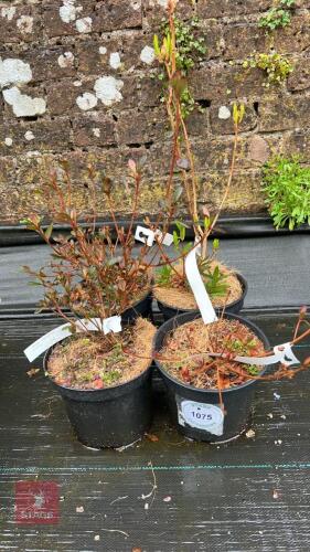 4 UNKNOWN AZALEA SHRUBS