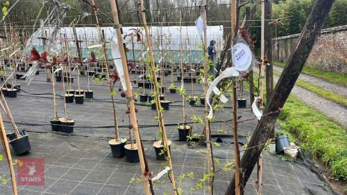 2 MALUS X MOERLANDSII 'PROFUSION'