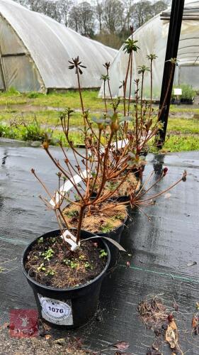 5 AZALEA EVERGREEN 'KERMESINA ROSE'