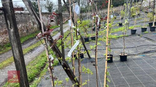 3 MIXED CRAB APPLE TREES