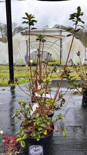 4 AZALEA EVERGREEN 'KERMESINA ROSE'