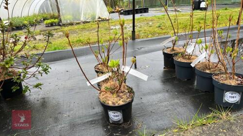 3 AZALEA DECIDUOUS 'ARPEGE'