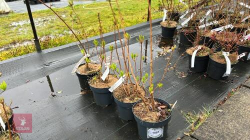4 AZALEA DECIDUOUS 'ARPEGE'
