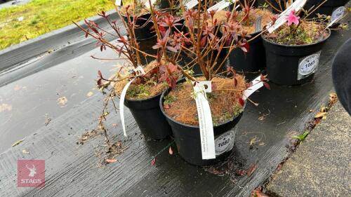 2 AZALEA EVERGREEN HYBRID