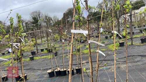 2 BETVLA ERMANII 'GRAYSWOOD GHOST'